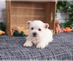 Small #8 West Highland White Terrier