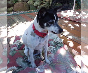 Rat Terrier Dogs for adoption in Atlanta, GA, USA
