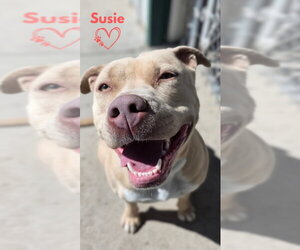 Susie - Female American Pit Bull Terrier-Unknown Mix Dog for Adoption - Photo #3