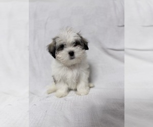 Mal-Shi Puppy for sale in NAPLES, FL, USA