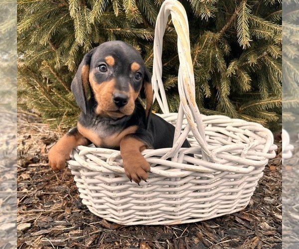 Medium Photo #2 Dachshund Puppy For Sale in MIDDLEBURY, IN, USA