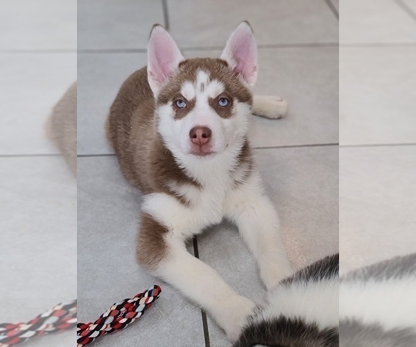 Medium Photo #2 Siberian Husky Puppy For Sale in WARREN, MA, USA