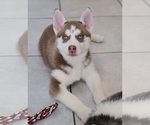 Small Photo #2 Siberian Husky Puppy For Sale in WARREN, MA, USA