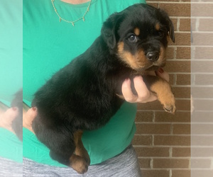 Rottweiler Puppy for Sale in LOUISVILLE, Ohio USA
