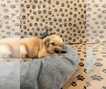 Small #7 Golden Retriever