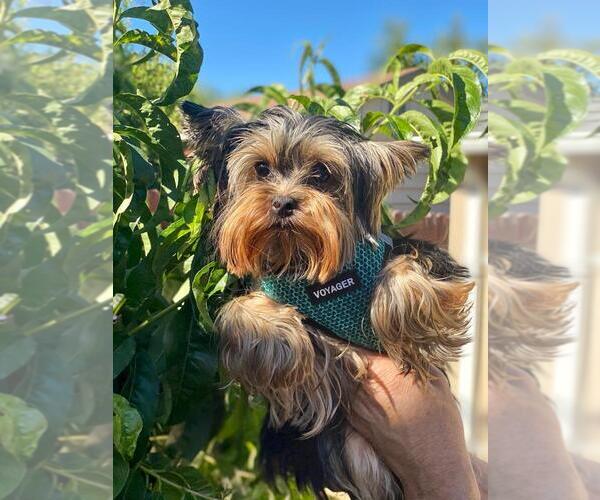 Medium Photo #2 Yorkshire Terrier Puppy For Sale in PALO ALTO, CA, USA