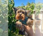 Small Photo #2 Yorkshire Terrier Puppy For Sale in PALO ALTO, CA, USA