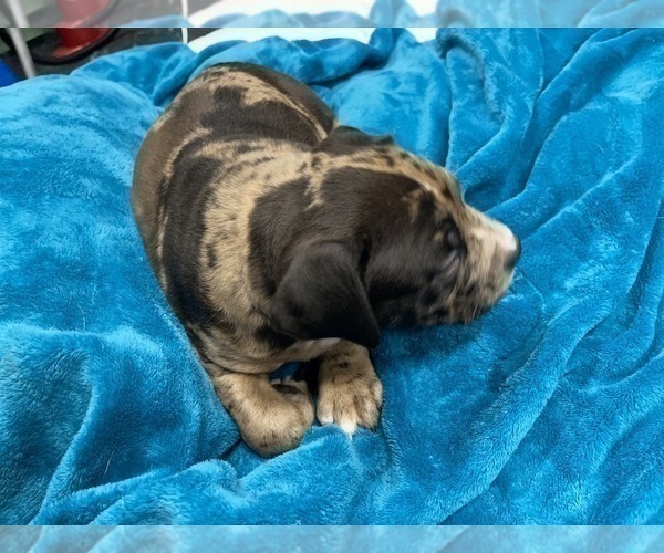 Medium Photo #163 American Bully Puppy For Sale in REESEVILLE, WI, USA