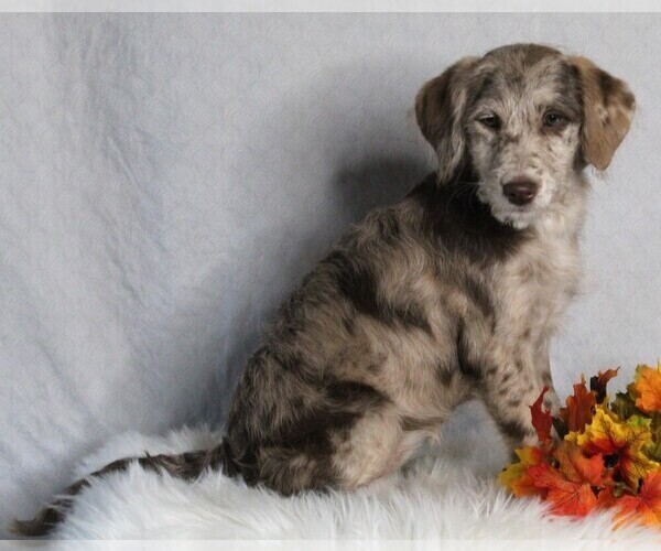 Medium Photo #3 Labradoodle Puppy For Sale in FREDERICKSBURG, OH, USA