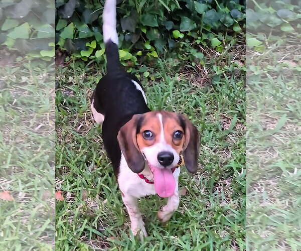 Medium Photo #6 Beagle Puppy For Sale in Dunnellon, FL, USA