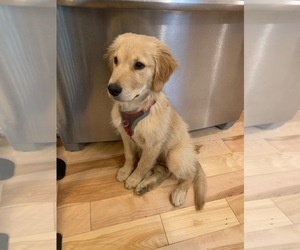 Golden Retriever Puppy for sale in STODDARD, NH, USA