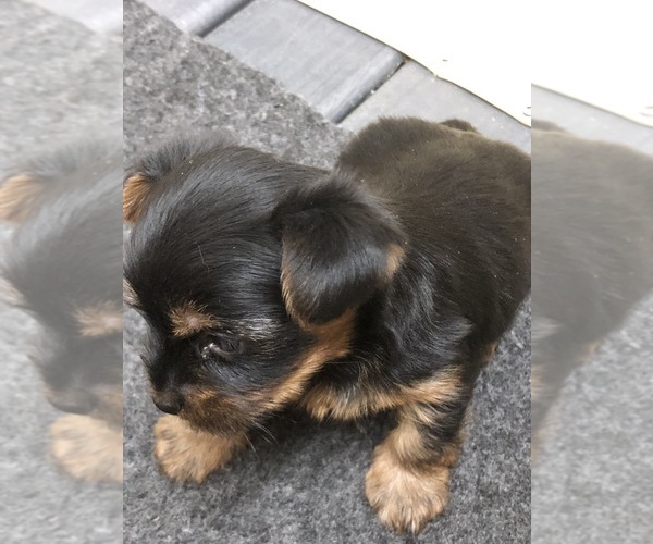 Medium Photo #5 Yorkshire Terrier Puppy For Sale in TIPPECANOE, IN, USA