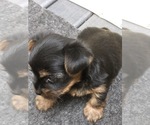 Small Photo #5 Yorkshire Terrier Puppy For Sale in TIPPECANOE, IN, USA