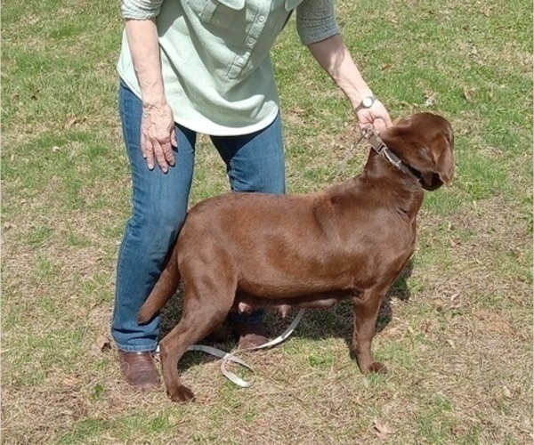 Medium Photo #19 Labrador Retriever Puppy For Sale in ORANGE, MA, USA