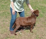 Small #18 Labrador Retriever