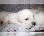 Puppy 7 English Cream Golden Retriever