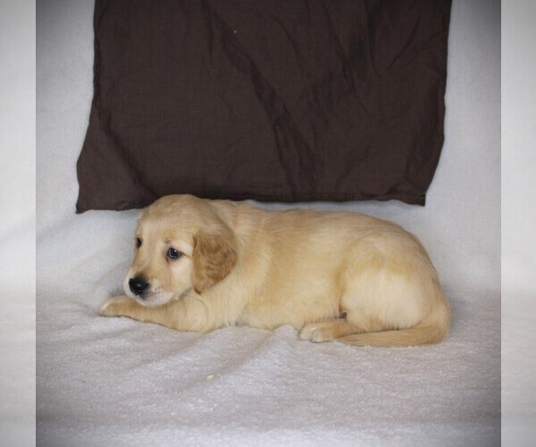Medium Photo #3 Golden Retriever Puppy For Sale in BAYARD, NE, USA