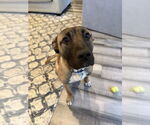 Small Photo #14 Mastiff-Unknown Mix Puppy For Sale in Boston, MA, USA