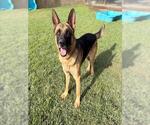 Small Photo #2 German Shepherd Dog Puppy For Sale in Riverside, CA, USA