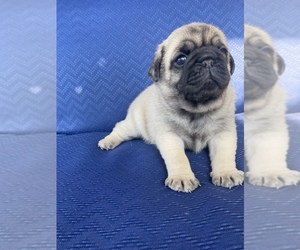 Pug Puppy for sale in IMLAY, MI, USA