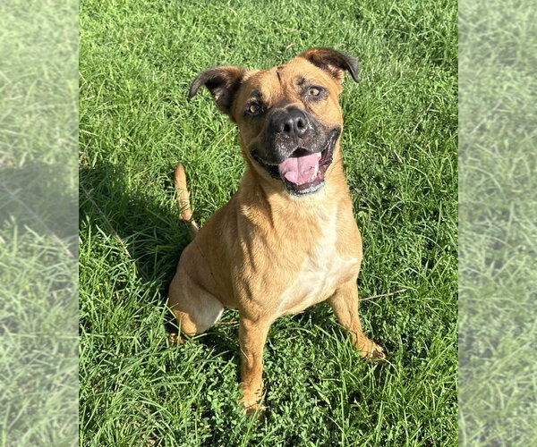 Medium Photo #10 Boxer-Unknown Mix Puppy For Sale in Evansville, IN, USA