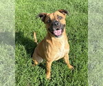Small #9 Boxer Mix
