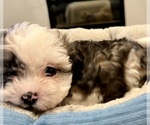 Small Photo #5 Zuchon Puppy For Sale in RENO, NV, USA