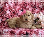 Small Photo #4 Cockapoo Puppy For Sale in NOTTINGHAM, PA, USA