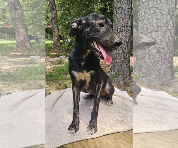Medium Photo #2 Labrador Retriever-Unknown Mix Puppy For Sale in Corinth, MS, USA