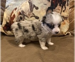 Small Photo #3 Aussie-Corgi Puppy For Sale in LUBBOCK, TX, USA