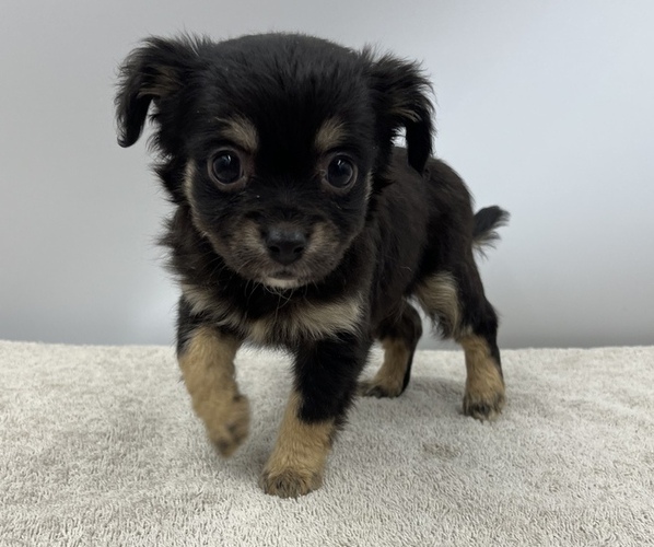 Medium Photo #13 Chorkie Puppy For Sale in SAINT AUGUSTINE, FL, USA