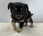 Small Photo #13 Chorkie Puppy For Sale in SAINT AUGUSTINE, FL, USA
