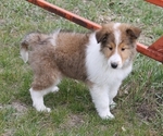 Small Photo #1 Bearded Collie Puppy For Sale in SPEARFISH, SD, USA