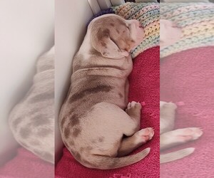 Medium American Bully