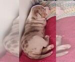 Puppy Puppy 2 Willie American Bully