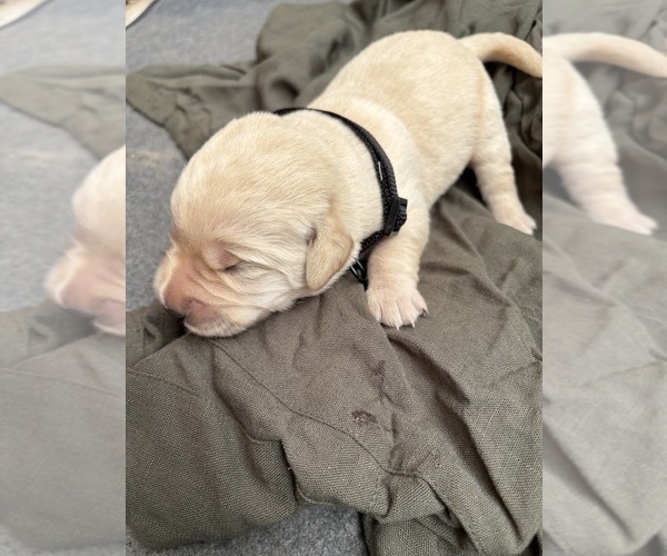 Medium Photo #1 Golden Labrador Puppy For Sale in DECATUR, IN, USA