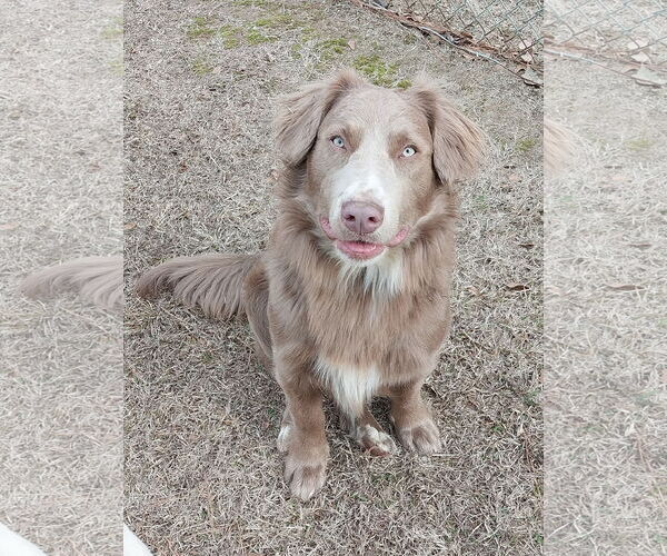 Medium Photo #2 Aussie Siberian Puppy For Sale in Cumming, GA, USA