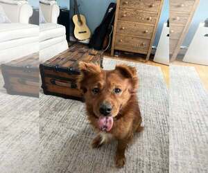 Chow Chow Dogs for adoption in Woodbury, NY, USA