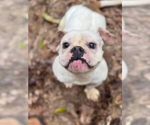 French Bulldog-Unknown Mix Dogs for adoption in New York, NY, USA