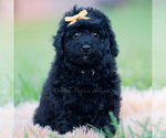 Small Photo #48 Goldendoodle (Miniature) Puppy For Sale in WARSAW, IN, USA