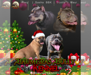American Bully Puppy for sale in DALLAS, GA, USA
