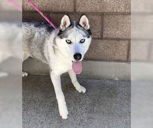 Siberian Husky Dogs for adoption in Salinas, CA, USA
