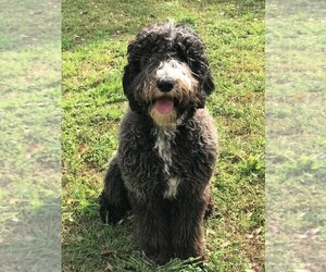 Mother of the Sheepadoodle puppies born on 05/10/2019