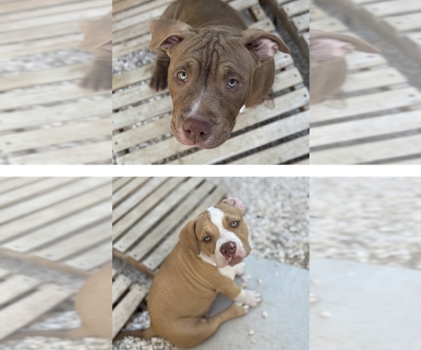 Medium Photo #1 American Bully Puppy For Sale in GILBERT, AZ, USA