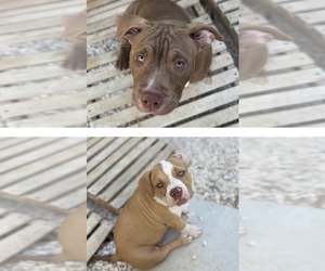 American Bully Litter for sale in GILBERT, AZ, USA