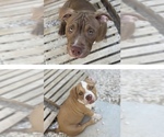 Small American Bully