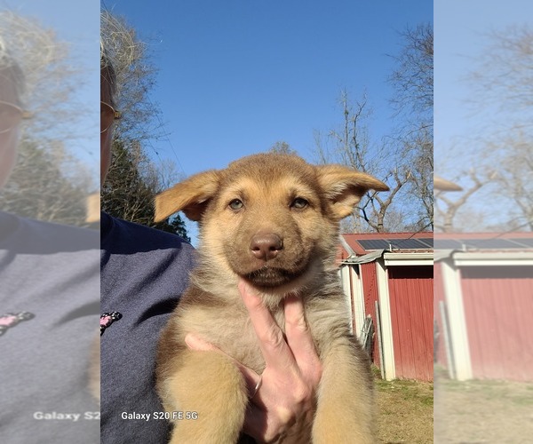 Medium Photo #11 German Shepherd Dog Puppy For Sale in SCOTTSVILLE, KY, USA