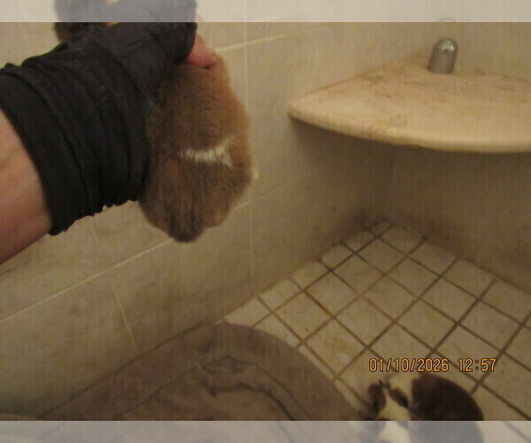 Medium Photo #9 Collie Puppy For Sale in HIGH POINT, NC, USA