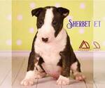 Small Photo #7 Miniature Bull Terrier Puppy For Sale in Dnipro, Dnipro, Ukraine