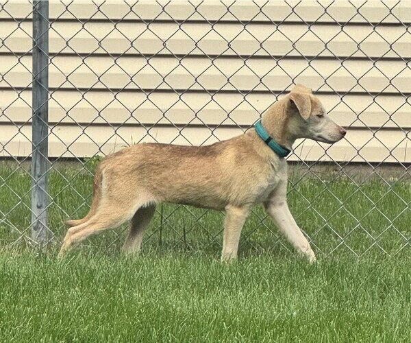 Medium Photo #6 Labrador Retriever-Unknown Mix Puppy For Sale in Cottage Grove, MN, USA